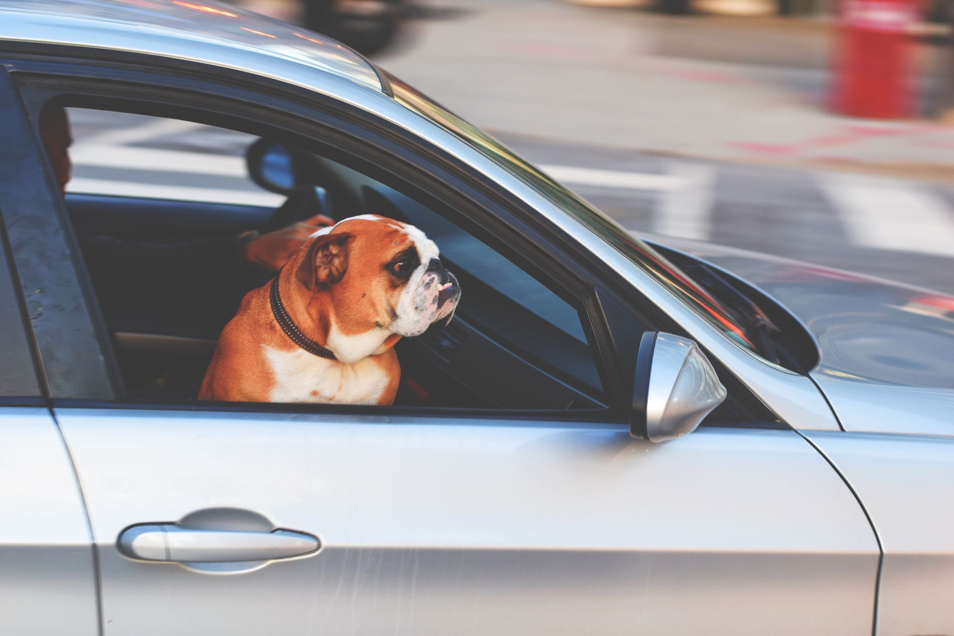 What Tesla’s Dog Mode actually does, and how to turn it on.